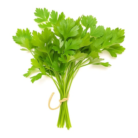CORIANDER BUNCH 2 For